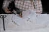 ED-1401 Pibning demonstration.jpg (1131347 byte)